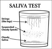 Saliva Test